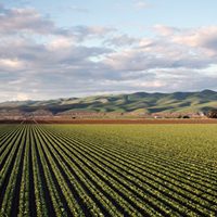 Revalúo bienes agrícolas